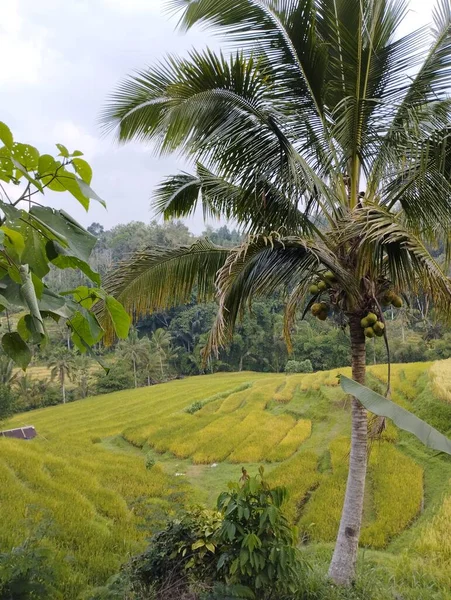 Jatiluwih Juni 2023 Kokosnötsträd Med Terrasserade Risfält Som Bakgrund Bali — Stockfoto