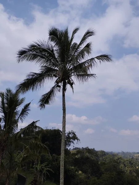 Isola Bali Giugno 2023 Cocco Nella Giungla Con Cielo Azzurro — Foto Stock