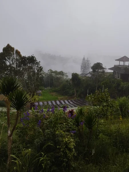 Tabanan January 2023 Tropical Rainforest Fog Morning Bali Indonesia — Stock Photo, Image