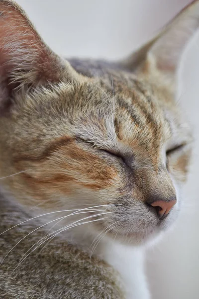 Sleepy Female stray cat with eyes closed, close up candid shot