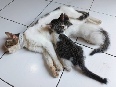 Sıska bir anne tekir kedi yerde iki kedisini emziriyor ve hassas bir an yaşıyor.