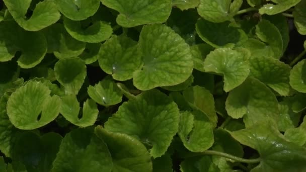 Bacopa Monnieri Herb Bacopa Medicinal Herb Used Ayurveda Also Known — Stock Video