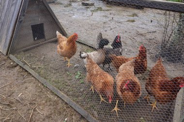 Tavuklar ve horoz çiftliği, hayvan kümes hayvanları, çiftçilik