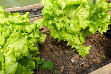 Bahçede marul yetişiyor.