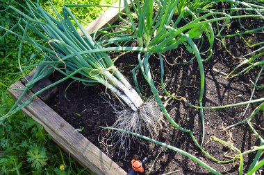Aile organik bahçesinde hasat ve Katalan soğanı ya da Calot koleksiyonu.