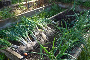 Aile organik bahçesinde hasat ve Katalan soğanı ya da Calot koleksiyonu.
