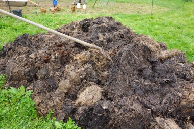 Aile organik bahçesinde kullanılacak inek gübresi. bahçe için gübre ve gübre