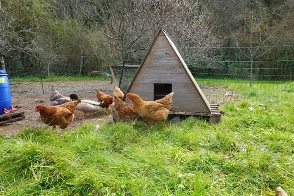 鶏と村の鶏だ 自然農業 — ストック写真