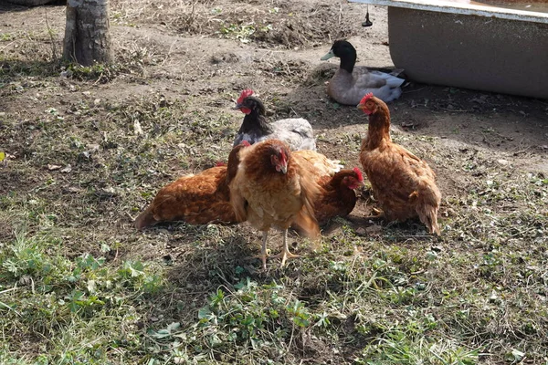 Chicken Farm — Stock Photo, Image