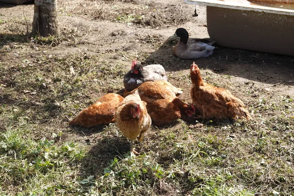 农场里的小鸡 — 图库照片