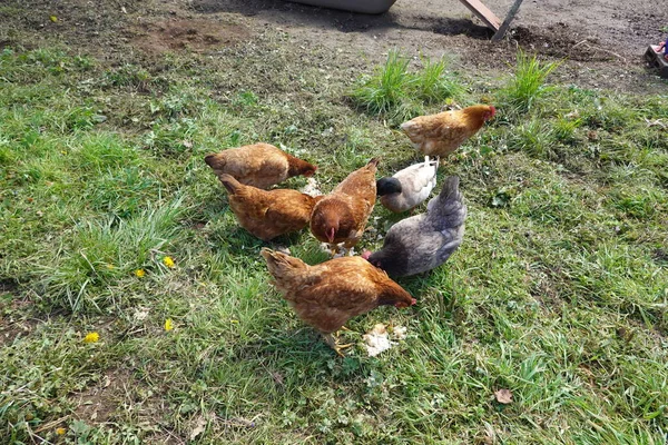 Kippen Kippen Kippen Pluimvee Landbouw Boerderij Dieren Huisdieren Natuur — Stockfoto