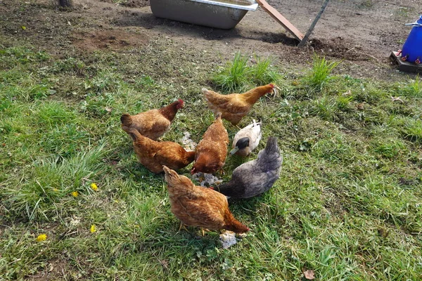 Csirkék Egy Gazdaságban — Stock Fotó
