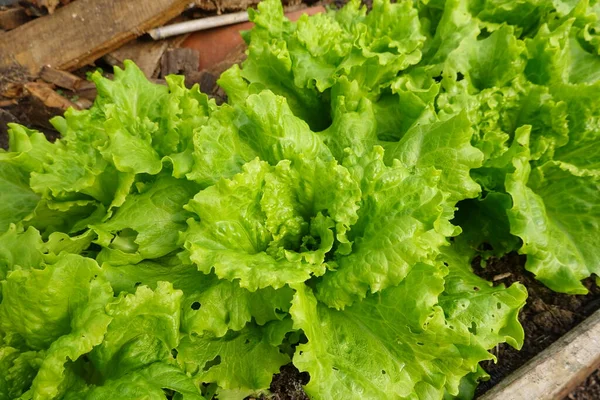 Bio Salat Mit Grüner Petersilie Frisches Gemüse Wasserbauernhof — Stockfoto