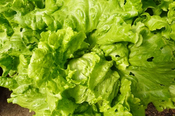 Frische Salatblätter Hautnah — Stockfoto