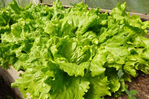 Salatblätter Grüner Salat Nahaufnahme — Stockfoto