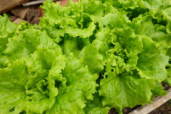 Salatblätter Garten — Stockfoto