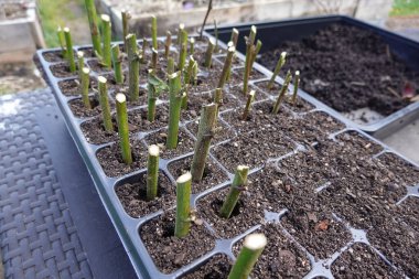 Blackberry bitki kesme. Böğürtlen dalının nasıl kök salacağını