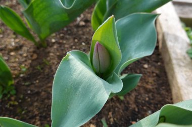 Güzel botanik fotoğrafı, doğal duvar kağıdı.