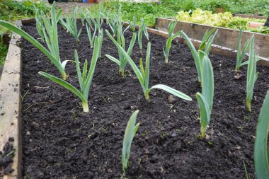 Bahçede sarımsak yetiştiriyor. Bahçede sarımsak yetişiyor, ahşap kaldırılmış yatak. sarımsak ekimi