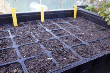 Seraya fidanlar ekin. Aile bahçesi için fidan yatağı yapın.