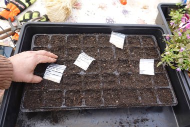 Seraya fidanlar ekin. Aile bahçesi için fidan yatağı yapın.