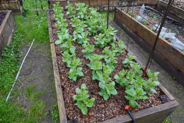 Geniş fasulye yetiştirmek, meyve bahçesinde fasulye yetiştirmek. filizlenebilir fasulye