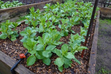 Geniş fasulye yetiştirmek, meyve bahçesinde fasulye yetiştirmek. filizlenebilir fasulye