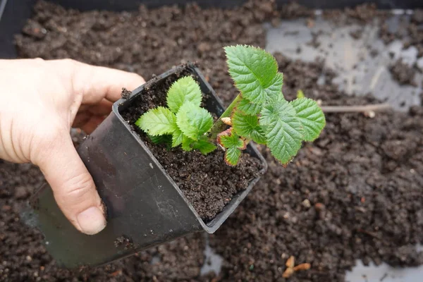 Blackberry plant cuttings. How to root blackberry branch