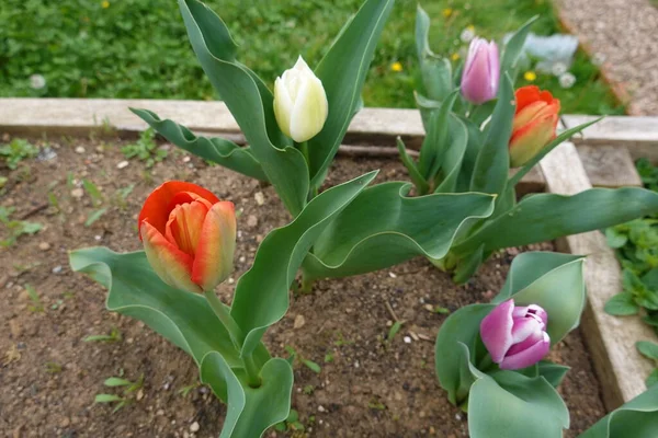 red-white tulip growing outdoors with green grass