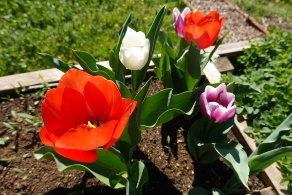 spring tulips flowers, tulip petals
