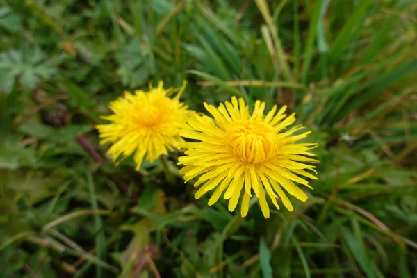Kwiat Mniszka Lekarskiego Dzika Flora Naturalny Żółty Kwiat Ogrodzie — Zdjęcie stockowe
