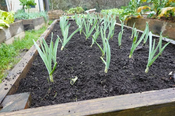 stock image growing garlic plants in a garden. garlic growing in the garden, wooden raised bed. garlic cultivation