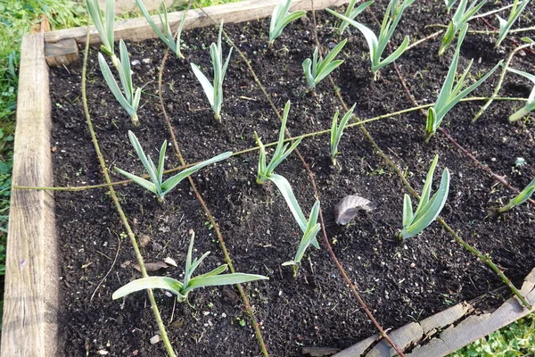 growing garlic plants in a garden. garlic growing in the garden, wooden raised bed. garlic cultivation