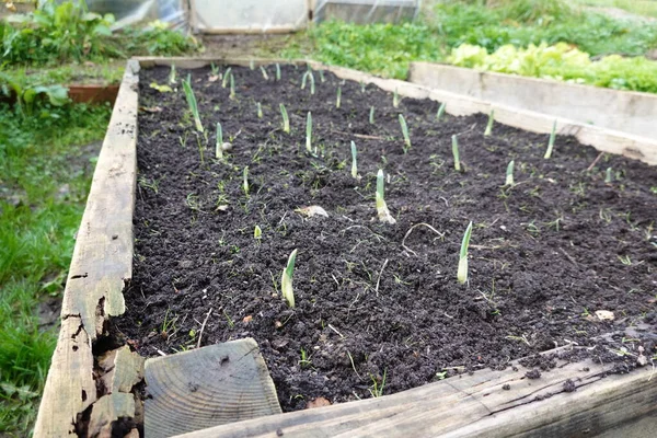 정원에서 마늘을 재배하고 있습니다 마늘은 정원에서 자라고 나무는 침대를 올렸습니다 — 스톡 사진