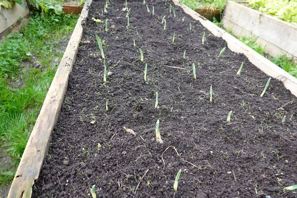 정원에서 마늘을 재배하고 있습니다 마늘은 정원에서 자라고 나무는 침대를 올렸습니다 — 스톡 사진