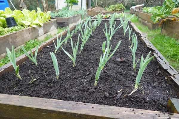 在花园里种植大蒜 种植在花园里的大蒜 木制凸起的床 大蒜种植 — 图库照片