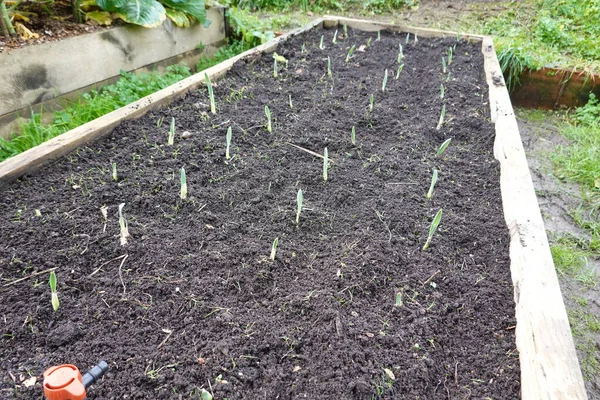 Coltivare Piante Aglio Giardino Aglio Che Cresce Giardino Letto Legno — Foto Stock