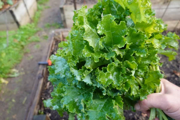 stock image growing kale, harvesting fresh kale or kale leaves, growing kale in the garden