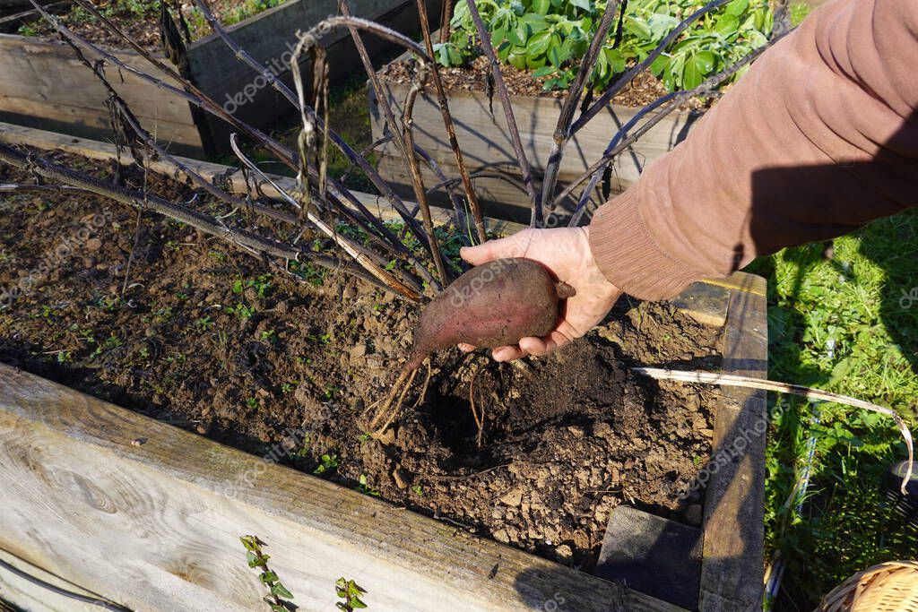 cultivo de yates en un jardín. yacon creciendo en jardín terraza de
