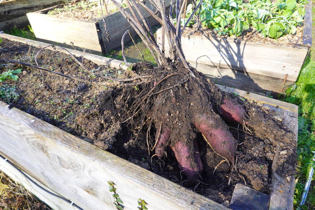 cultivo de yates en un jardín. yacon creciendo en jardín terraza de