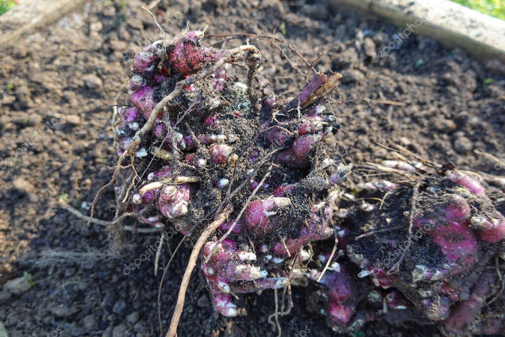 cultivo de yates en un jardín. yacon creciendo en jardín terraza de