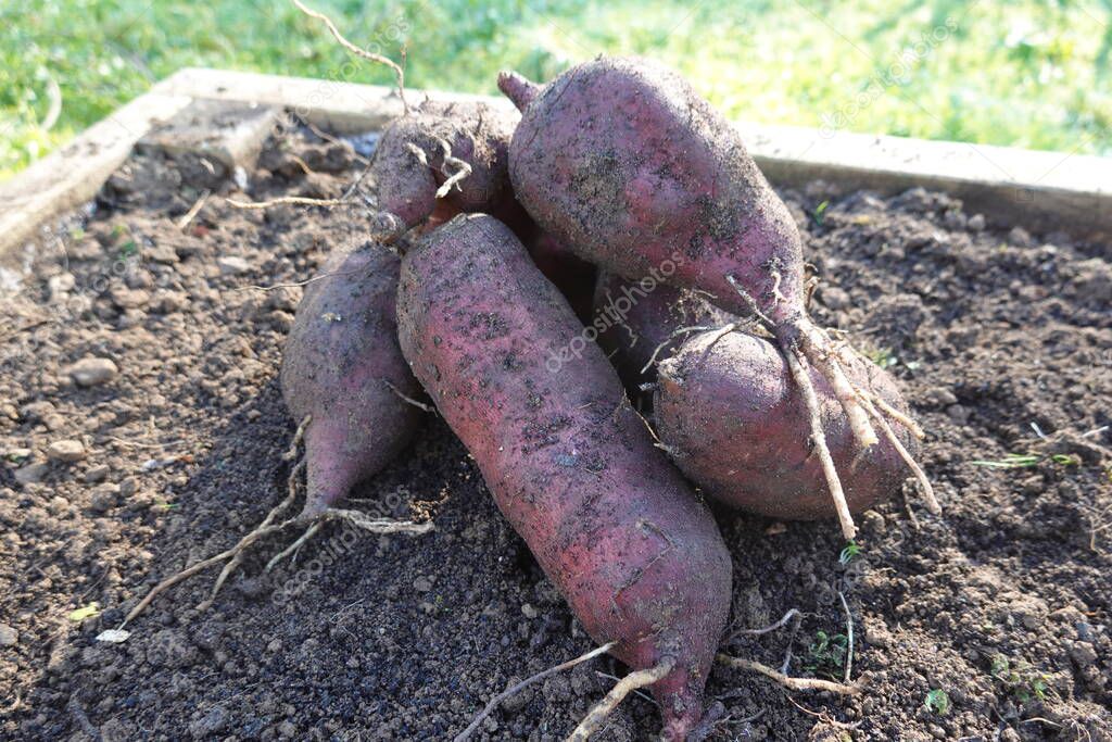 cultivo de yates en un jardín. yacon creciendo en jardín terraza de