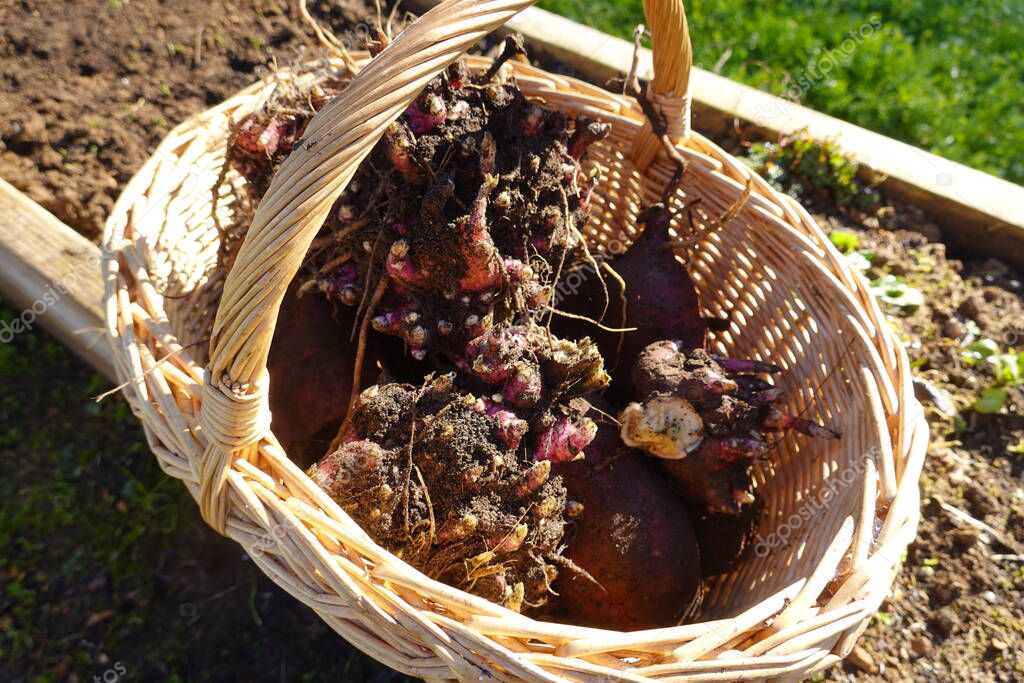 cultivo de yates en un jardín. yacon creciendo en jardín terraza de