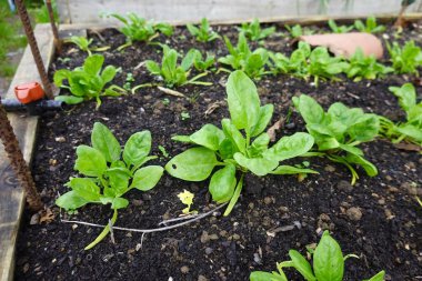 Bahçede ıspanak yetiştiriyorum. Yükseltilmiş organik bahçe yatağında büyüyen ıspanak