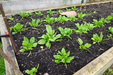 Bahçede ıspanak yetiştiriyorum. Yükseltilmiş organik bahçe yatağında büyüyen ıspanak