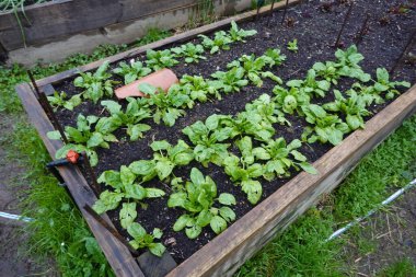 Bahçede ıspanak yetiştiriyorum. Yükseltilmiş organik bahçe yatağında büyüyen ıspanak