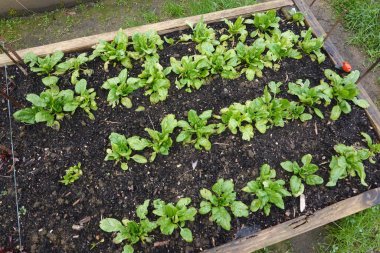 growing spinach in the garden. spinach growing on raised bed of organic garden clipart