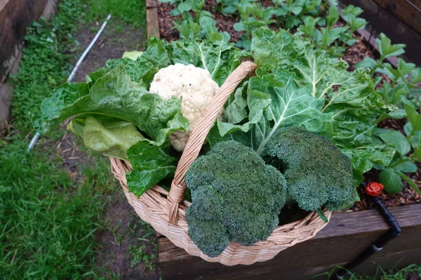 篮子里新鲜的有机蔬菜 — 图库照片