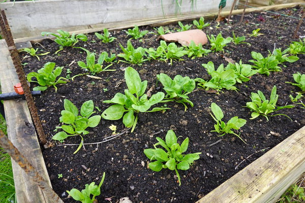 выращивание шпината в саду. шпинат растет на приподнятом слое органического сада