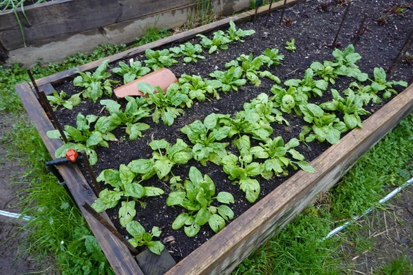 在花园里种菠菜 菠菜生长在有机花园的高床上 — 图库照片
